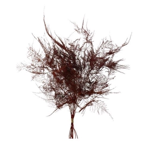 Bunch Asparagus 10pcs Pres.Slv L40