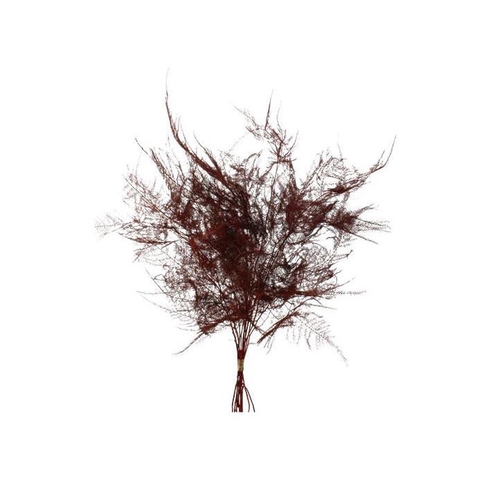 <h4>Bunch Asparagus 10pcs Pres.Slv L40</h4>