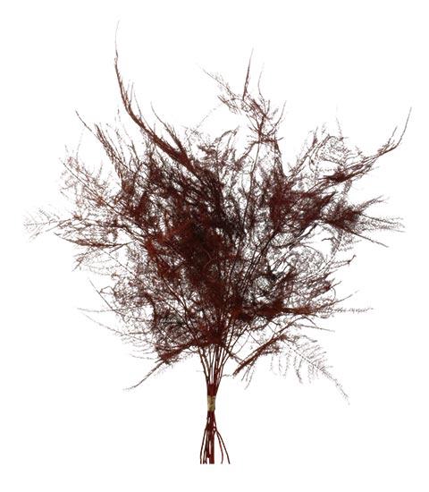 Bunch Asparagus 10pcs Pres.Slv L40