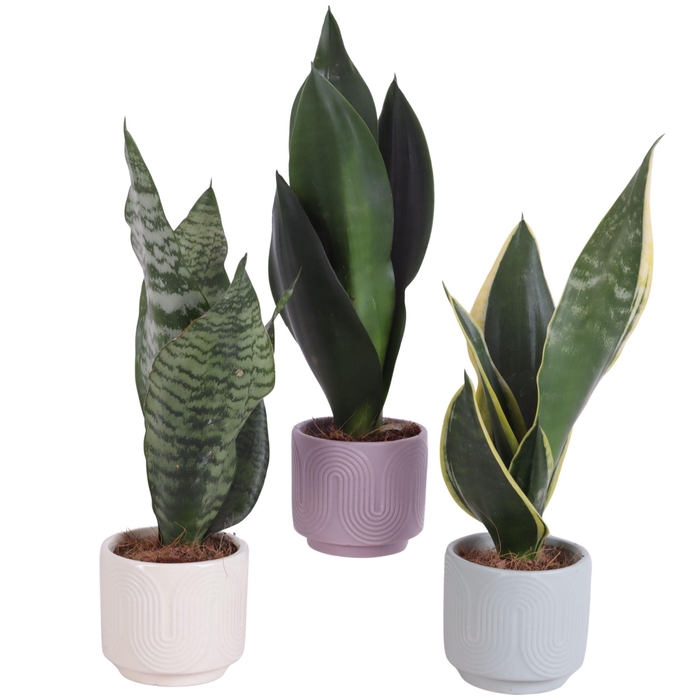<h4>Sansevieria mix Ø09cm in Ø10cm Ceramic SE571</h4>
