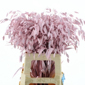 Chasmantium Klb Light Pink