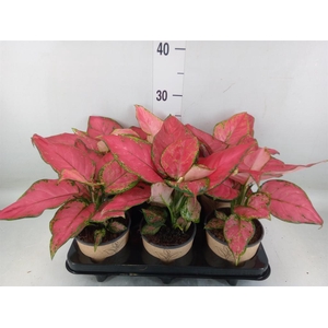 Aglaonema   ...