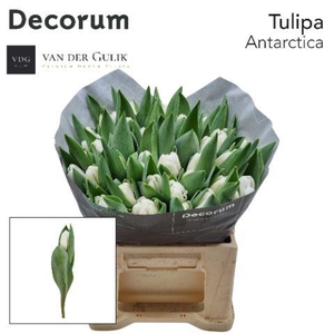 TU ANTARCTICA VDG 566 50 VDG klok 1