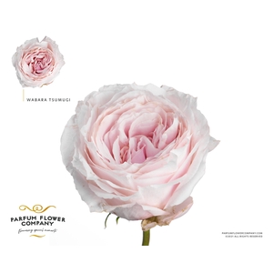 Rosa a Wabara Tsumugi