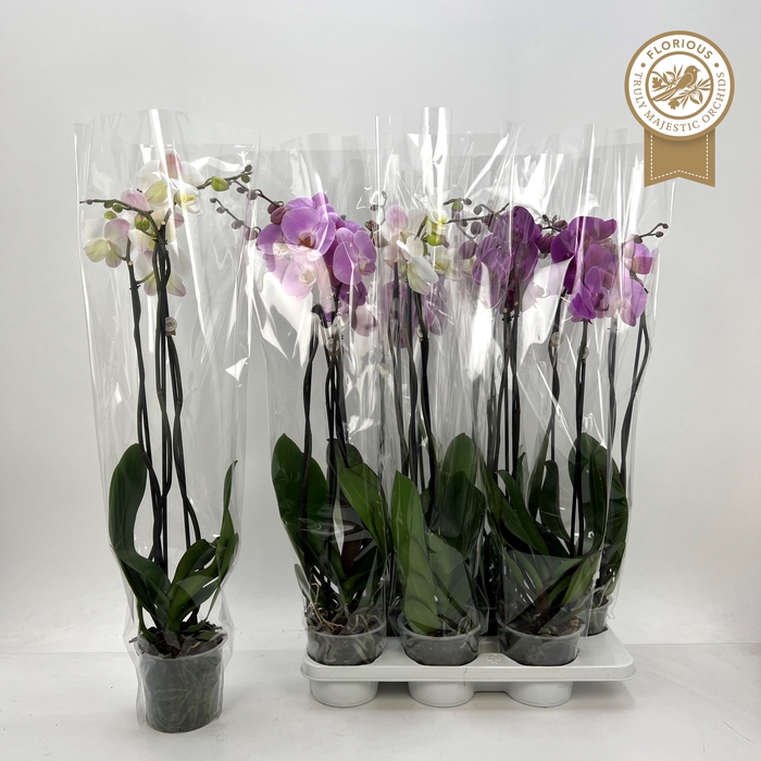 <h4>PHAL GEM</h4>