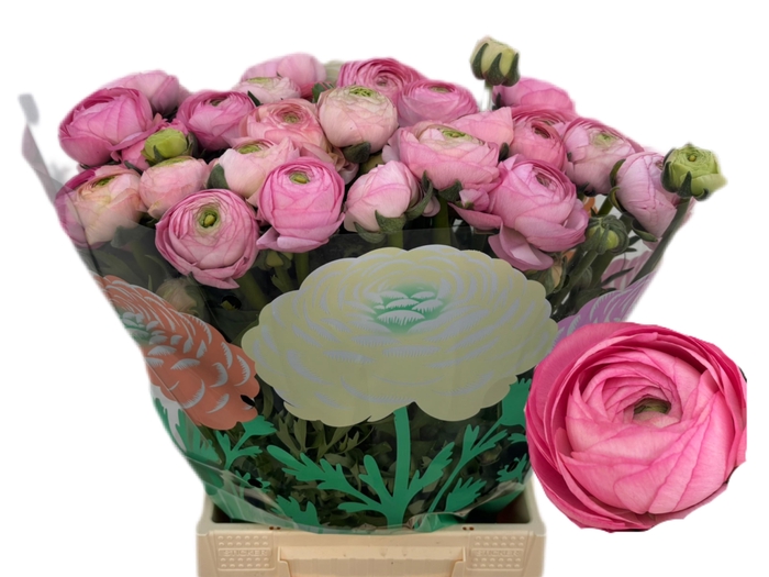 <h4>RAN AAZUR PINK</h4>