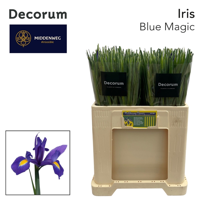 <h4>Iris Iris Blue Magic</h4>