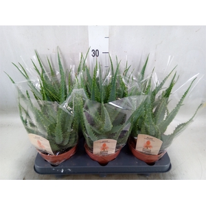 Aloe arborescens
