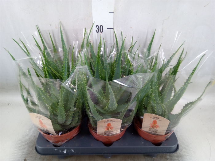 <h4>Aloe arborescens</h4>