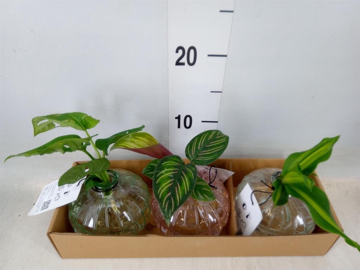 <h4>Planten  ..mix</h4>