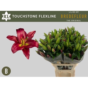 LI OT TOUCHSTONE Flexline