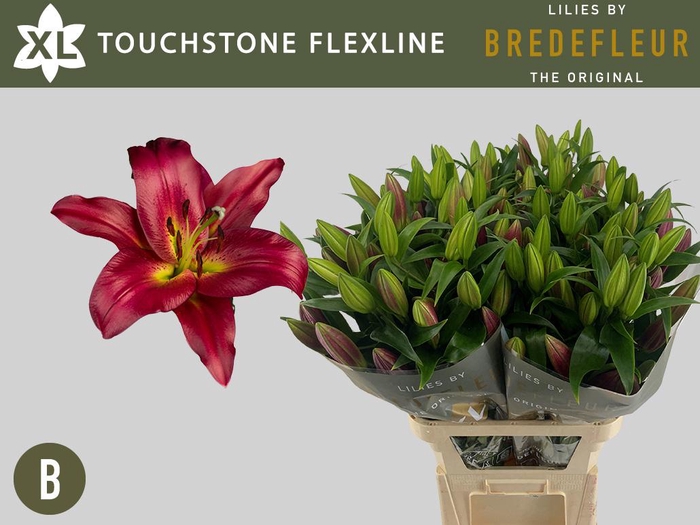 <h4>LI OT TOUCHSTONE Flexline</h4>