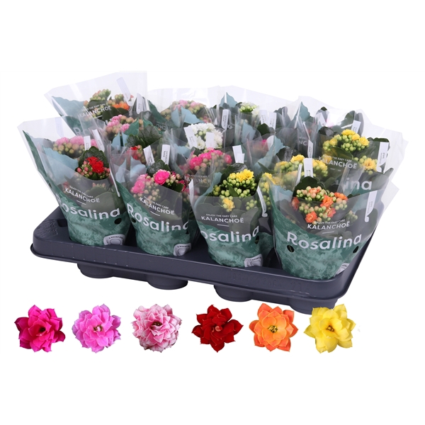 <h4>Kalanchoe Rosalina 07cm mix, zonder wit</h4>