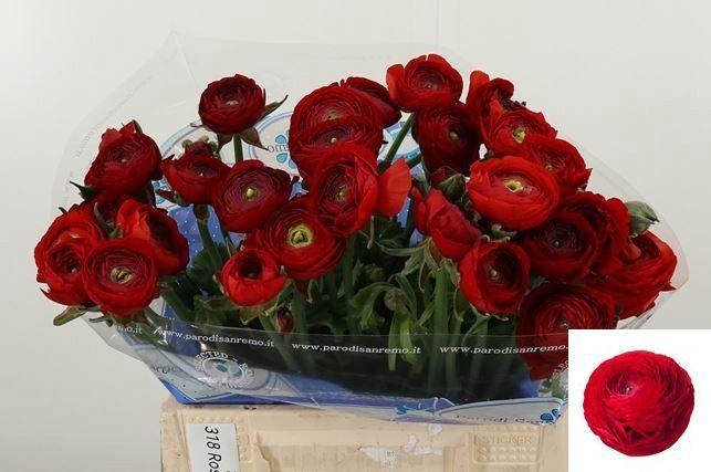 <h4>RAN SU TANGO</h4>