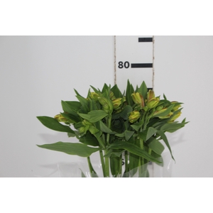 ALSTROEMERIA FLORIDA 080 CM