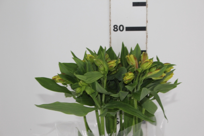 <h4>ALSTROEMERIA FLORIDA 080 CM</h4>