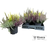 Calluna  Garden Girls gemengd 10