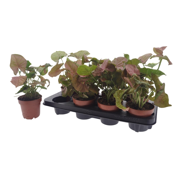 <h4>SYNG PODOPHYLLUM</h4>