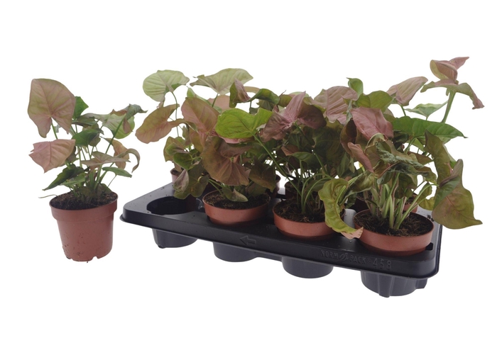 <h4>SYNG PODOPHYLLUM</h4>
