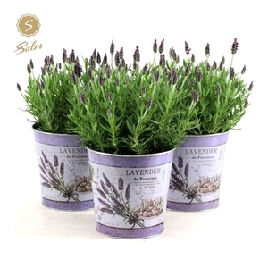 Lavandula st. 'Anouk'® Collection P15 in Zinc Lavender