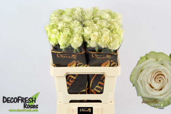 <h4>R Gr Adalonia</h4>