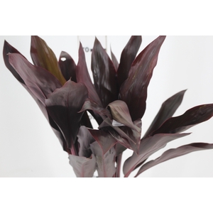 FOLHAGEM DRACENA RUBRA VINHO