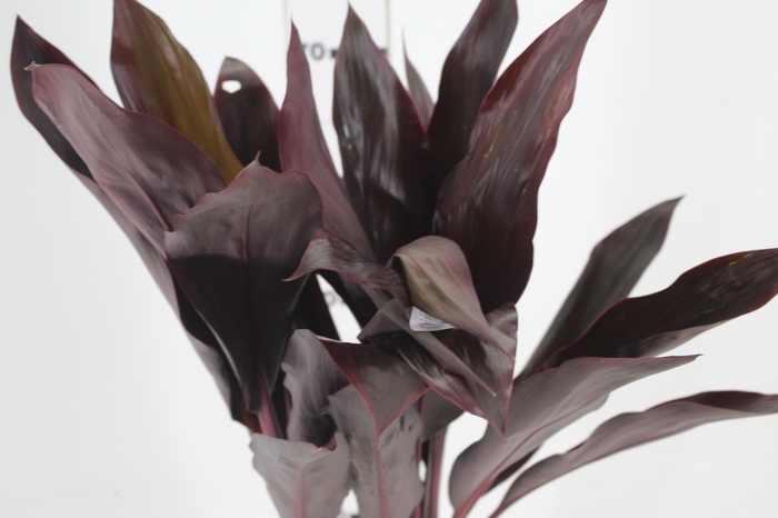 <h4>FOLHAGEM DRACENA RUBRA VINHO</h4>