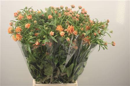 <h4>Ran N Moderna Vivaldi</h4>