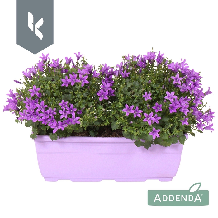 <h4>Campanula Ambella Intens Purple in balkonbak</h4>