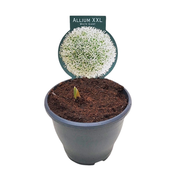 <h4>Allium White Giant</h4>