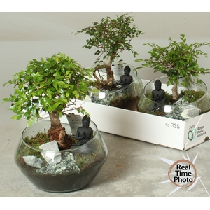 BONSAI GEM