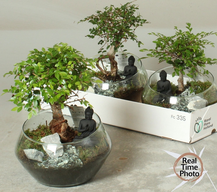<h4>BONSAI GEM</h4>