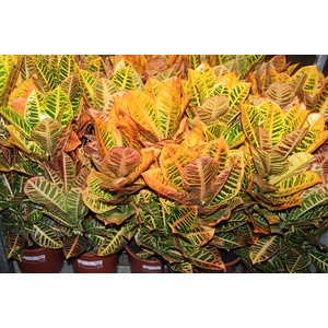 CROTON HIBRIDO PETRA P24