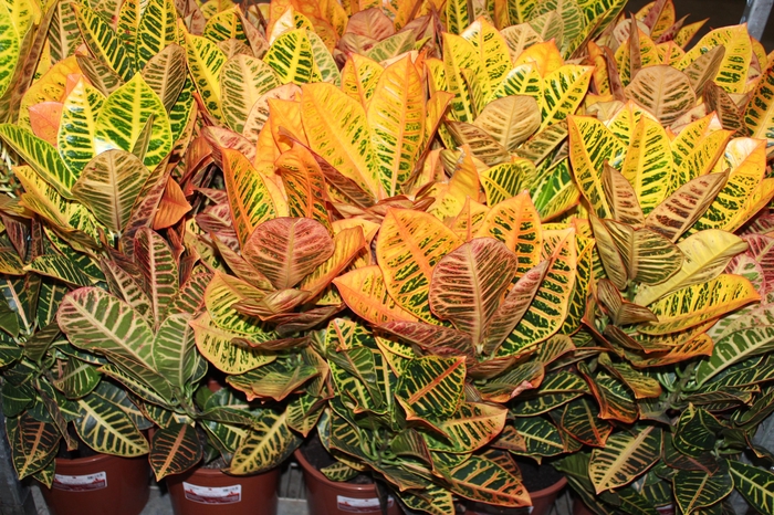 <h4>CROTON HIBRIDO PETRA P24</h4>