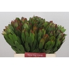 Leucadendron Goldstrike