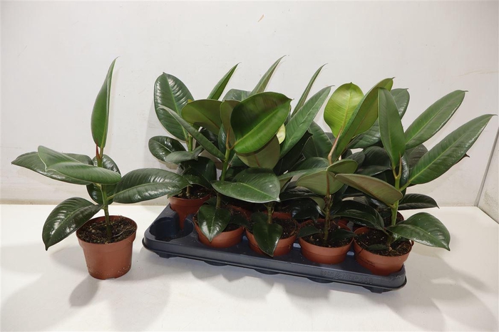 <h4>arr8 Fic El Robusta</h4>