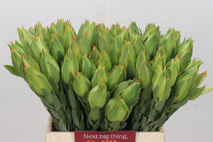 Leucadendron Procerum