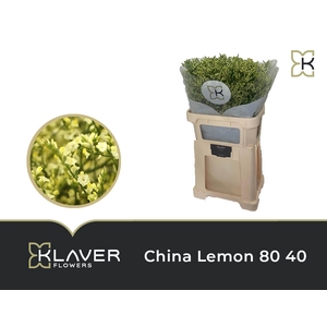 Lim Sin China Lemon 80 40