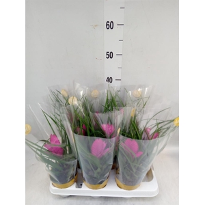 Tillandsia cyanea 'Josee'