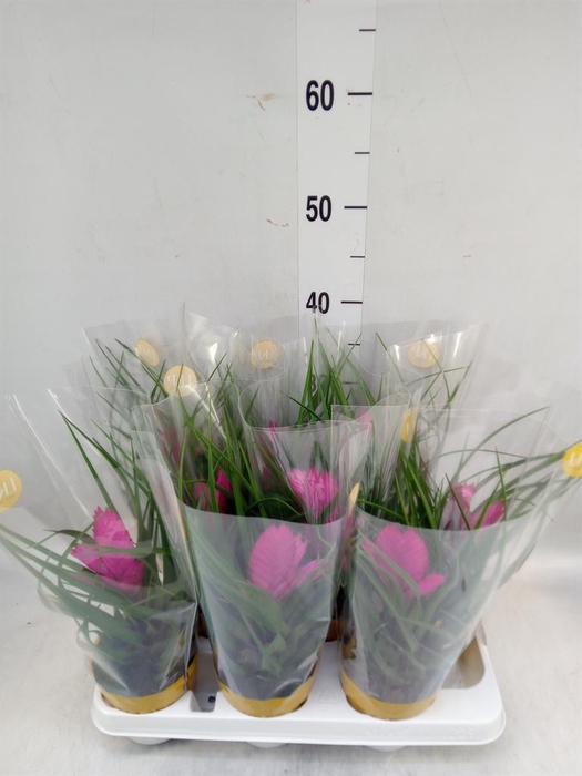 <h4>Tillandsia cyanea 'Josee'</h4>