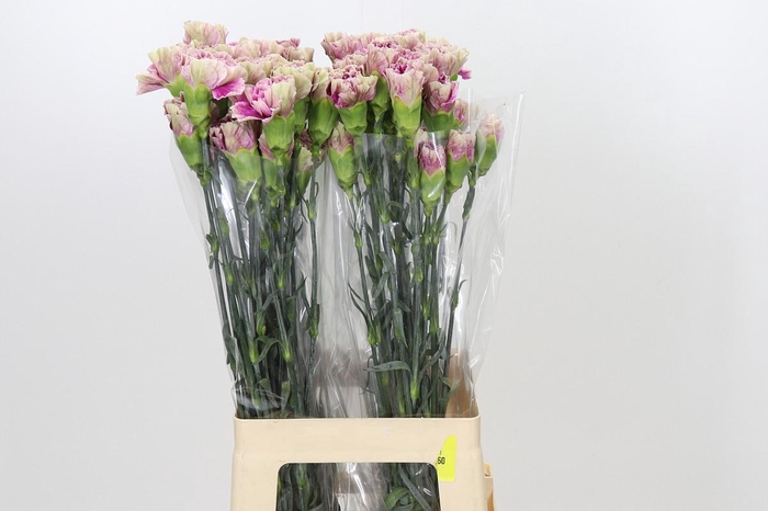 <h4>Dianthus St Antigua</h4>