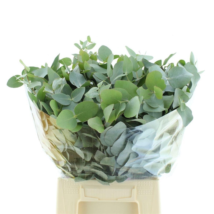 <h4>EUC CINEREA PER BOS</h4>