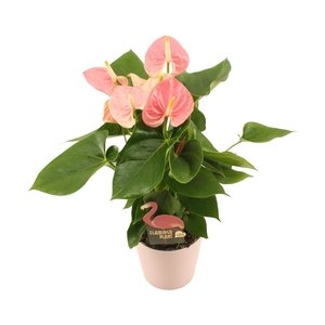 Anthurium XL.61 Sweet Leny 12cm keramiek