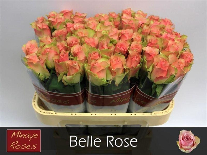 R Gr Belle Rose