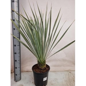 YUC ROSTRATA P24 70CM