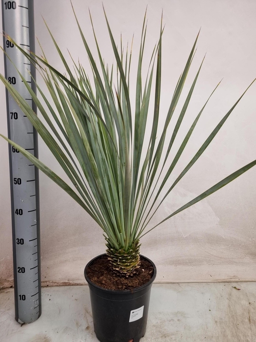 <h4>YUC ROSTRATA P24 70CM</h4>