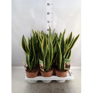 Sansevieria trifa. 'Laurentii'