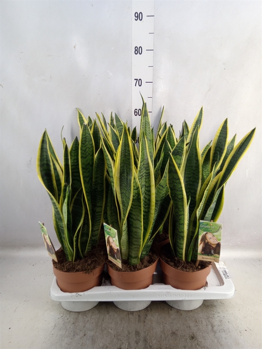 <h4>Sansevieria trifa. 'Laurentii'</h4>