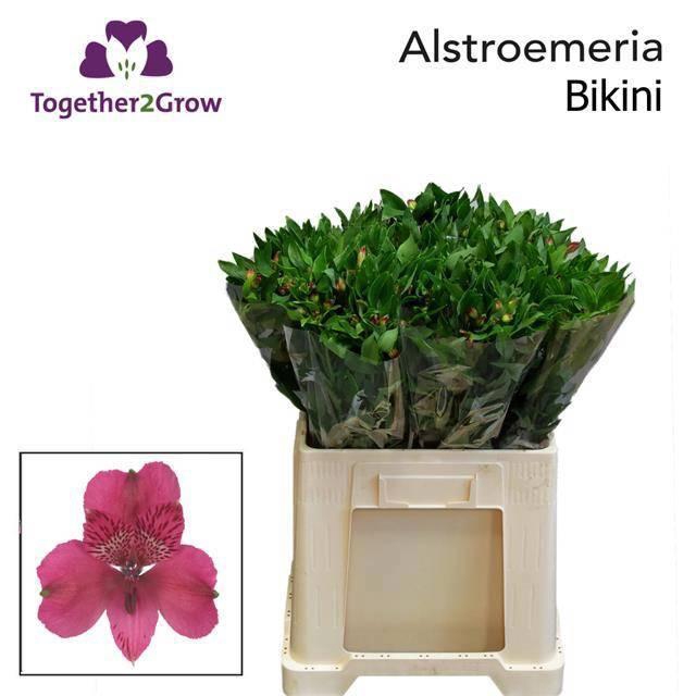 <h4>ALSTR BIKINI</h4>