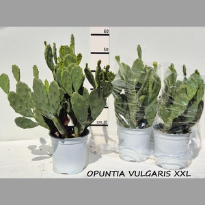 OPUNTIA